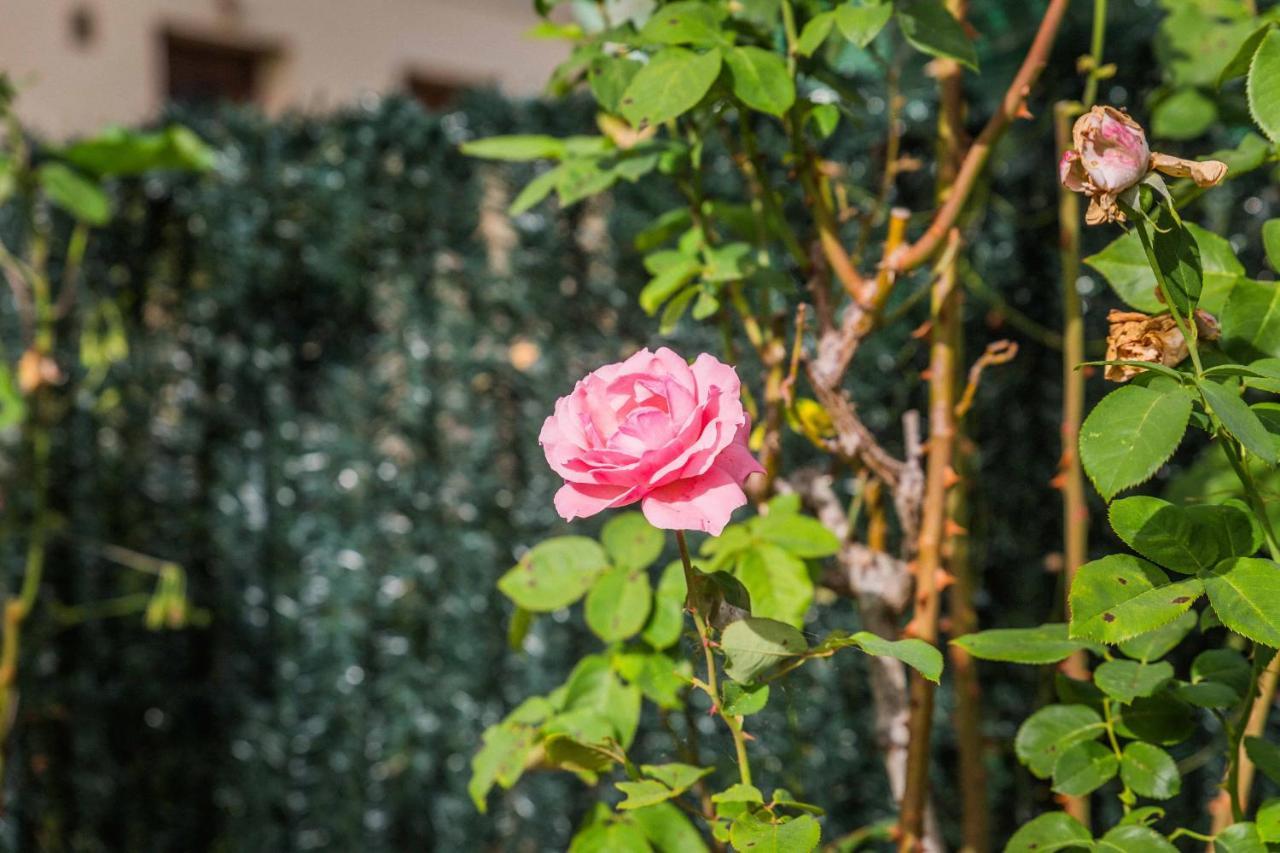 Les Rosiers - Maison Avec Jacuzzi Brive-la-Gaillarde Bagian luar foto